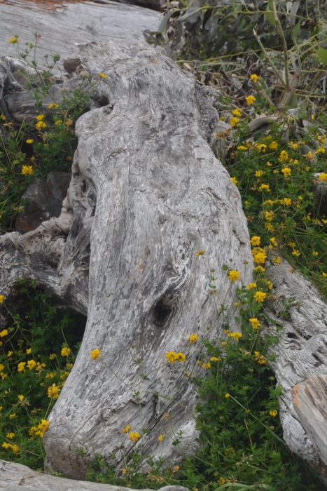 driftwood and flowers closeup